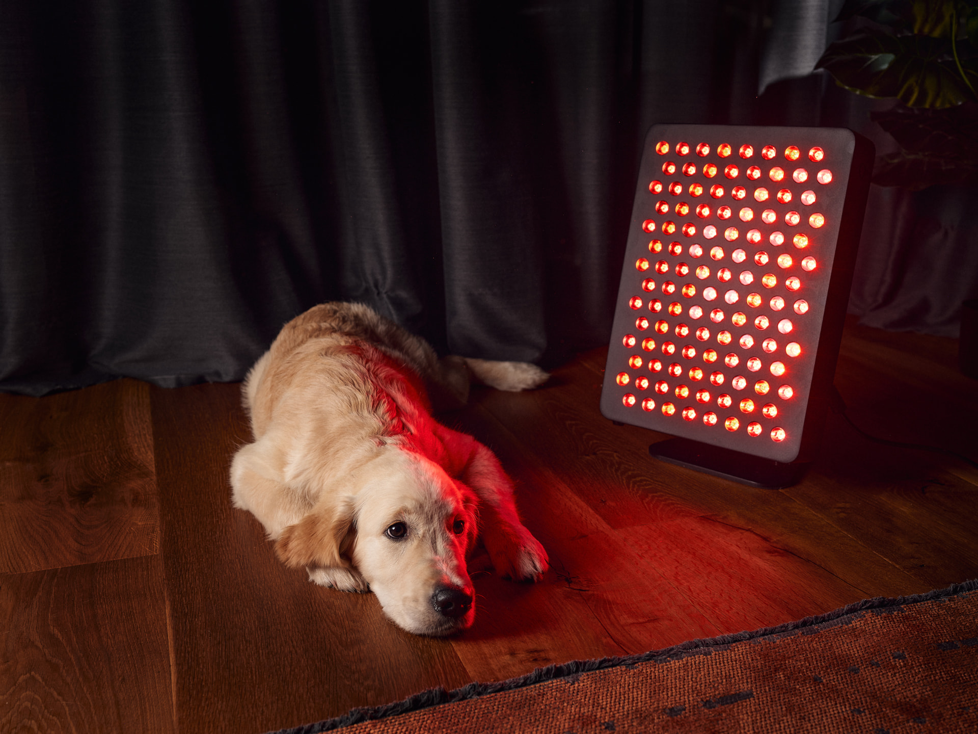 Compact MITO LIGHT panel emitting red light beside a resting dog in a home interior